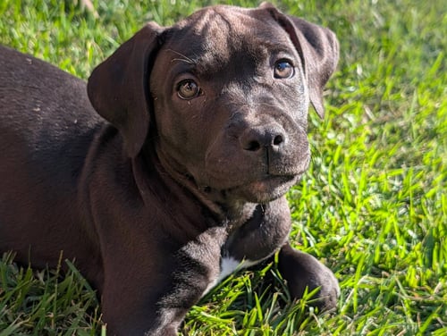 ARETHA - Mastiff available for adoption