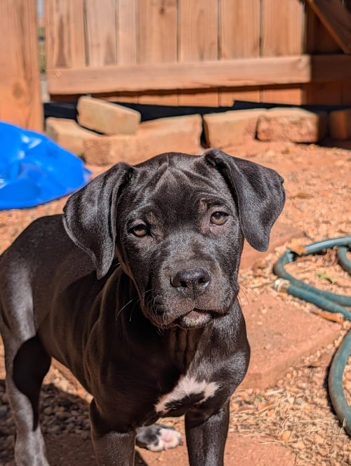 ARETHA - Mastiff available for adoption