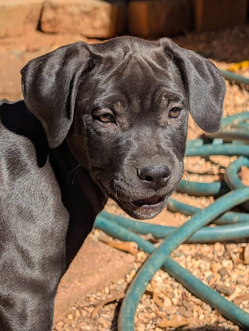 ARETHA - Mastiff available for adoption