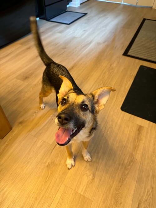SABINE - Shepherd available for adoption
