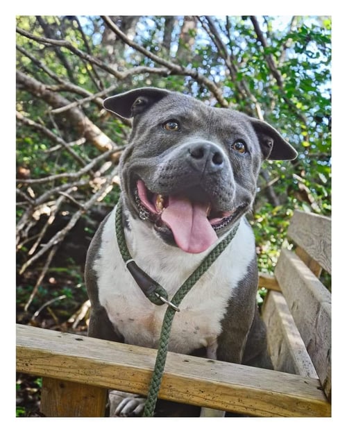 SAGE - Terrier available for adoption