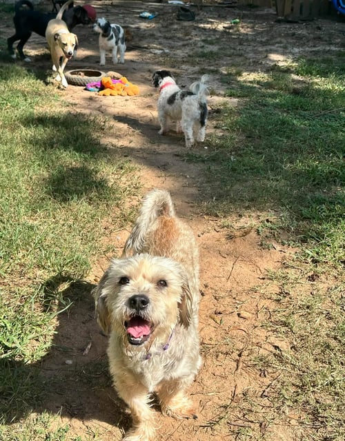 WAFFLES - Terrier available for adoption