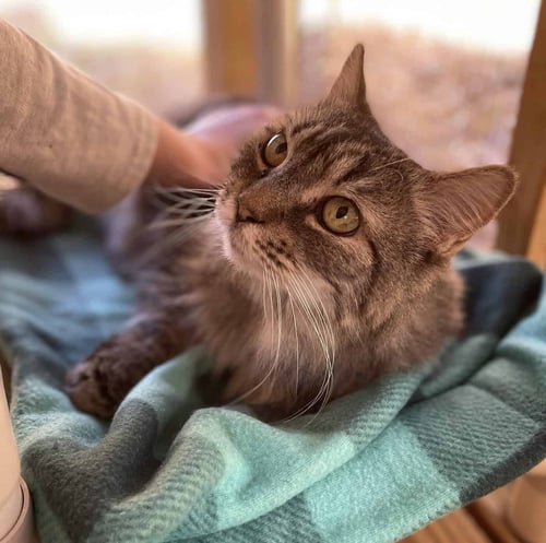 MISHA - Domestic Long Hair available for adoption