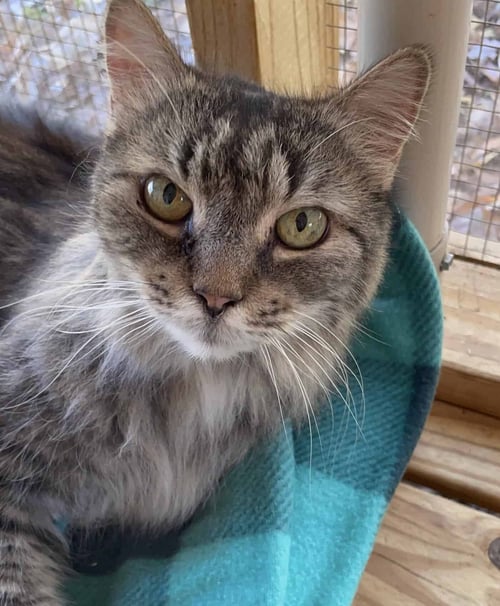 MISHA - Domestic Long Hair for adoption in Greenville