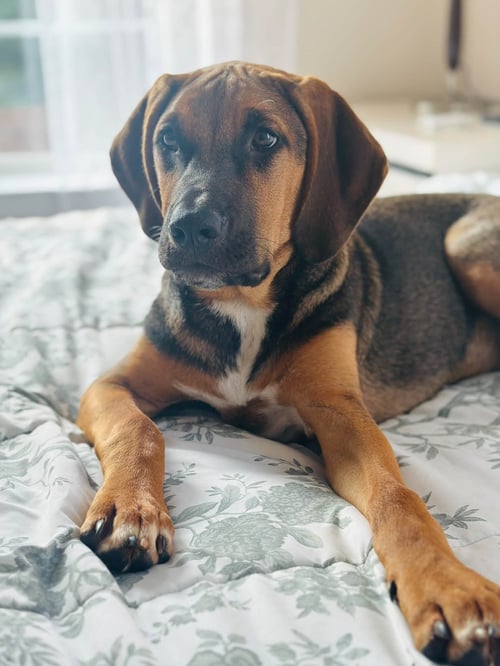 TIMMY - Hound available for adoption