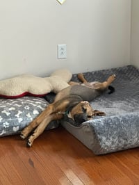 Timmy - Photo 4
