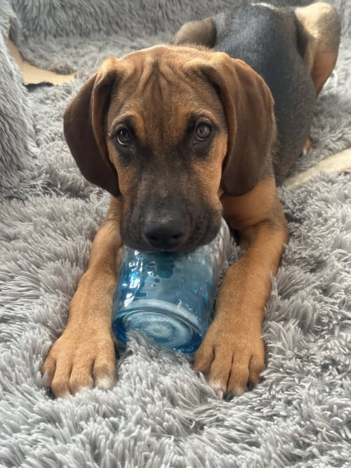 TIMMY - Hound available for adoption