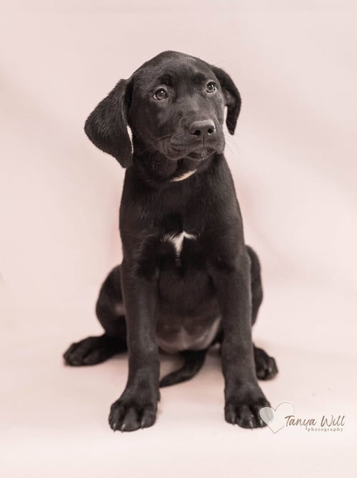 STRAWBERRY - Labrador Retriever available for adoption