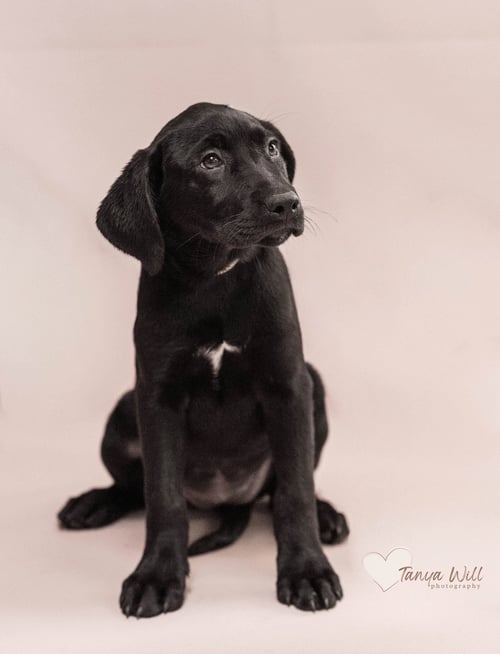 STRAWBERRY - Labrador Retriever available for adoption