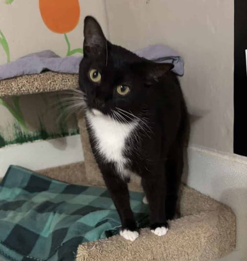 VIOLET - American Shorthair available for adoption