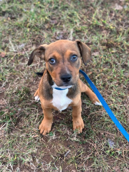 WIDGET - Hound available for adoption