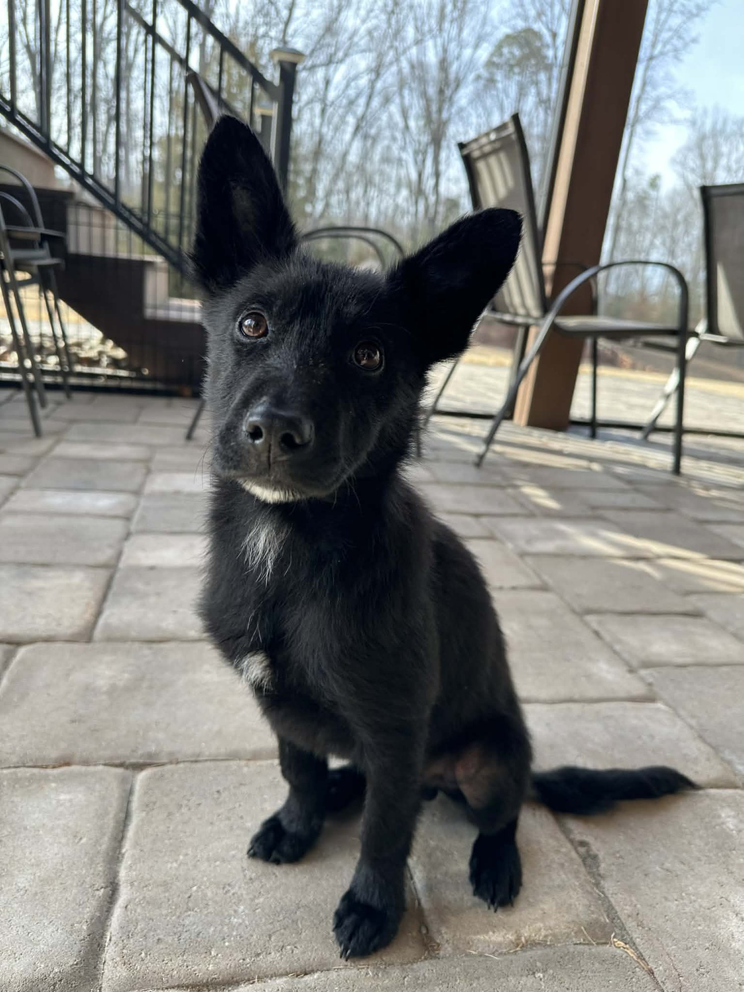 WOLFIE - Shepherd available for adoption