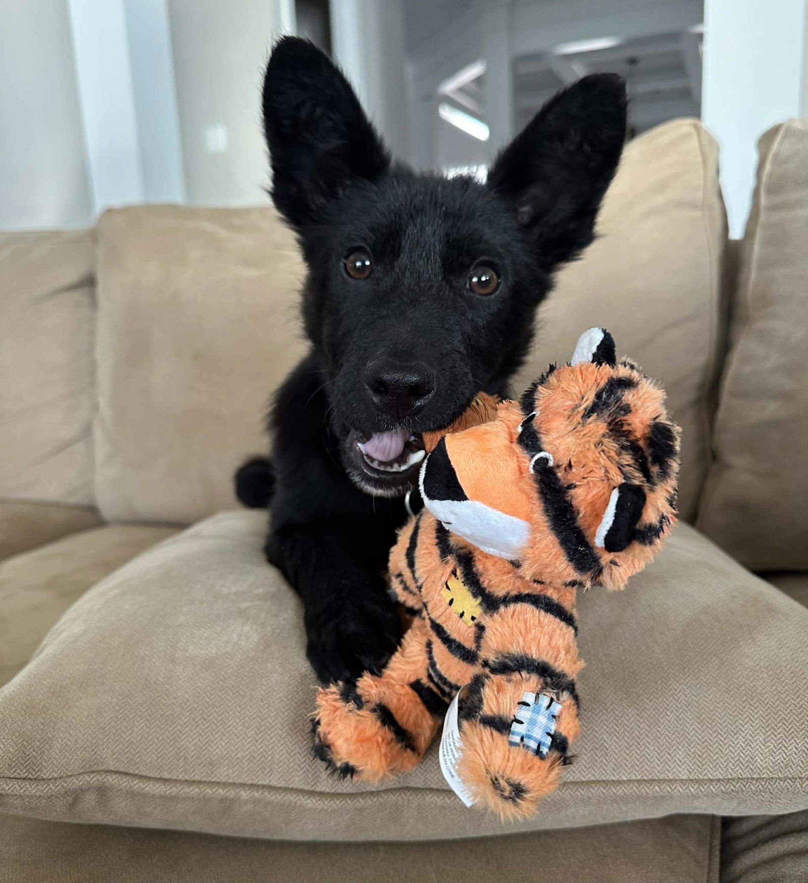 WOLFIE - Shepherd available for adoption