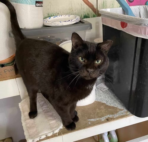 MR. PUMPKIN - American Shorthair available for adoption