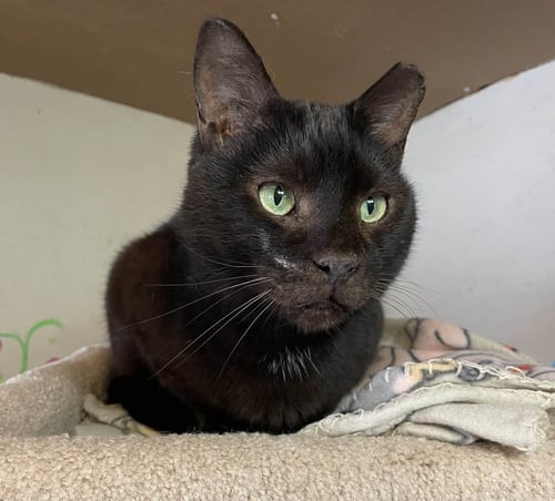 MR. PUMPKIN - American Shorthair for adoption in Greenville