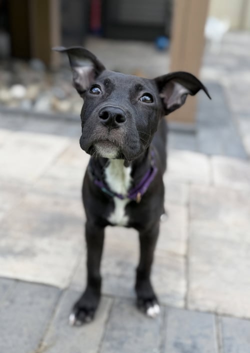 CRUMBLES - Terrier available for adoption
