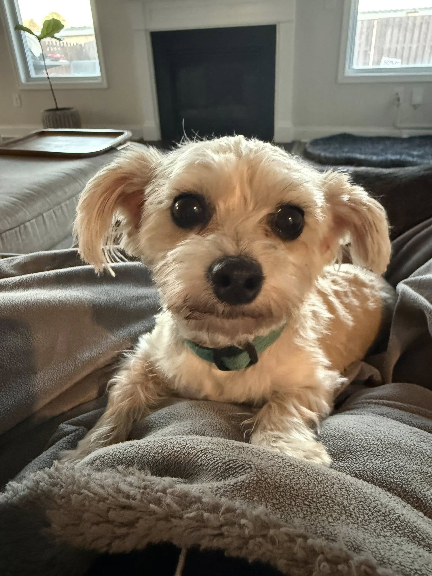 TEDDY - Yorkshire Terrier Yorkie available for adoption