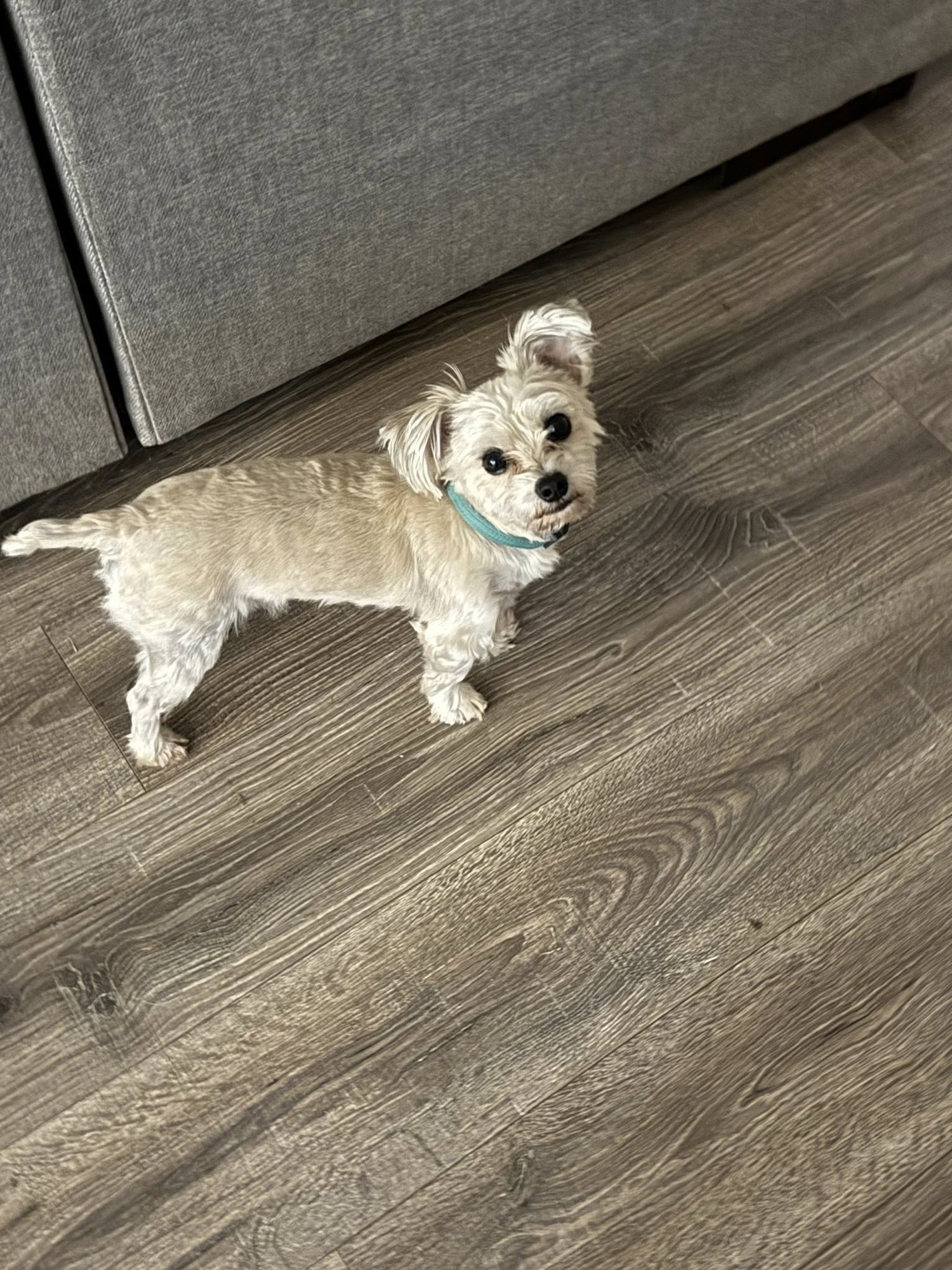 TEDDY - Yorkshire Terrier Yorkie available for adoption