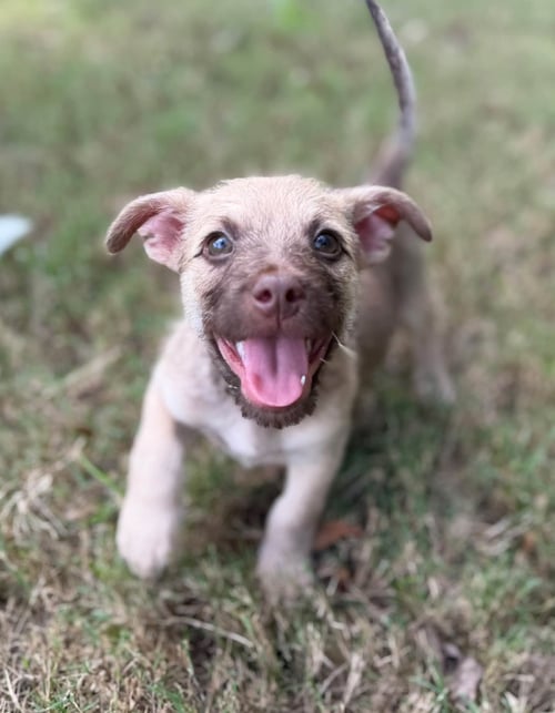 SMOKE - Terrier available for adoption