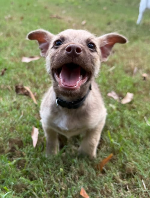 SMOKE - Terrier available for adoption