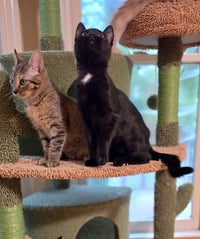 Triscuit - Photo 3