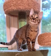 Triscuit - Photo 2
