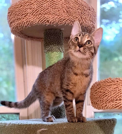 TRISCUIT - American Shorthair available for adoption