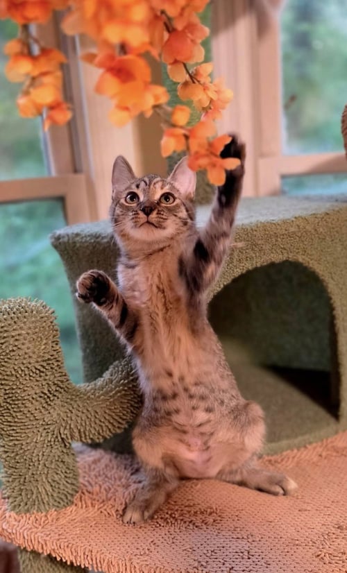 TRISCUIT - American Shorthair available for adoption