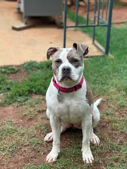 RUMI - American Bulldog available for adoption