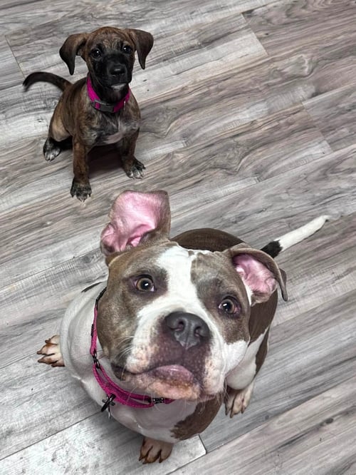 RUMI - American Bulldog available for adoption