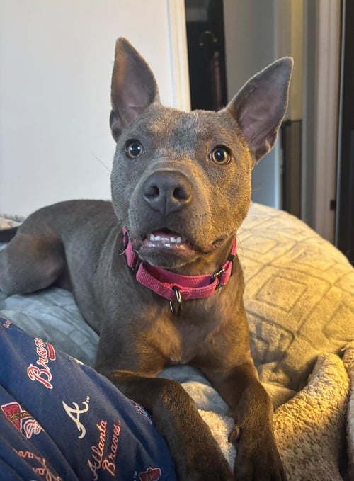 GIMLET - Terrier available for adoption