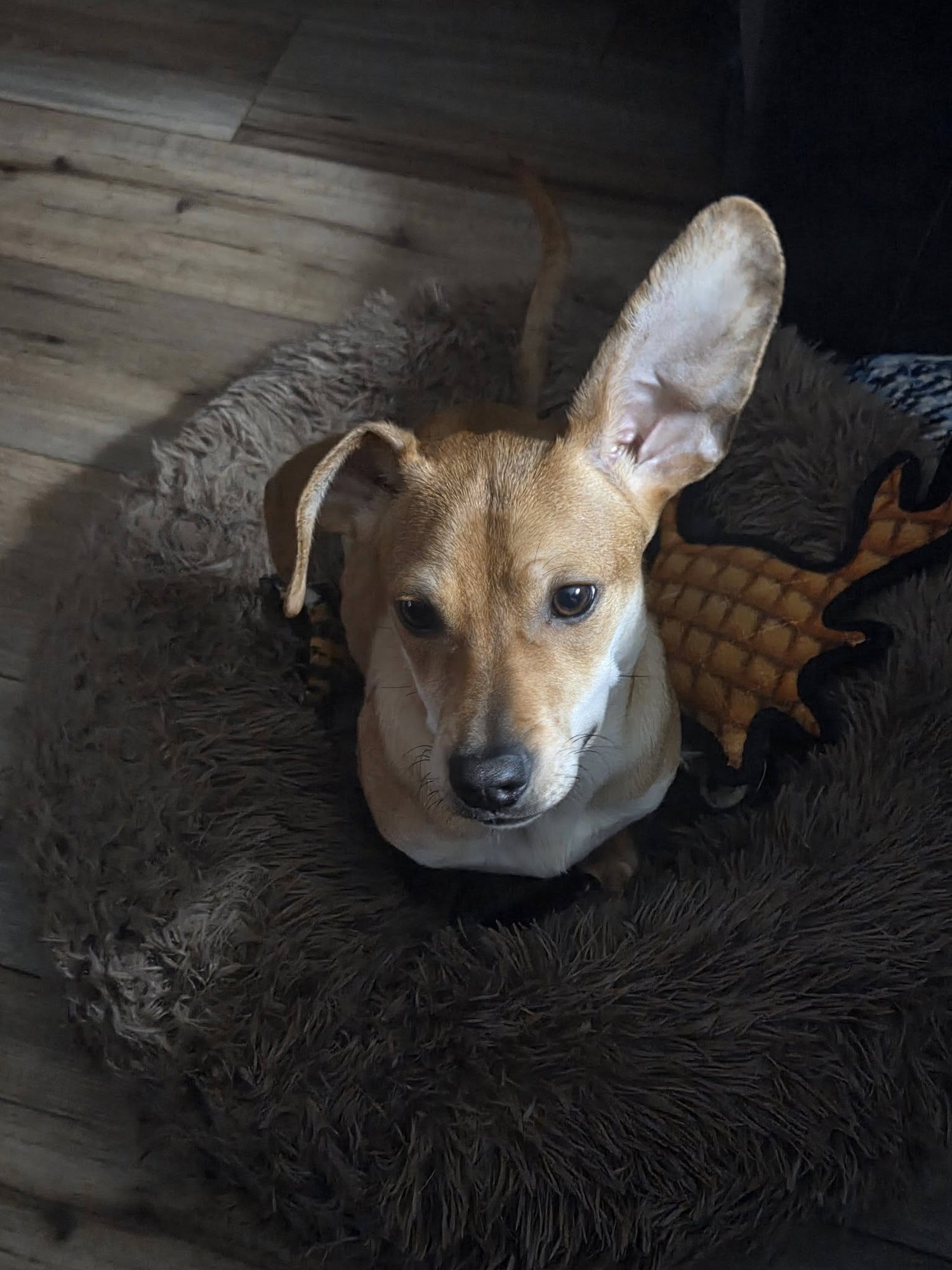 RADAR - Dachshund available for adoption