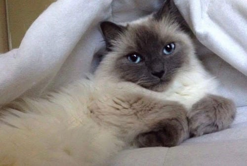 ENIGMA - Siamese for adoption in Greenville