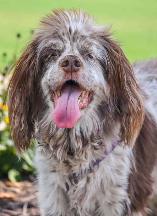ROSEMARY - Cocker Spaniel available for adoption