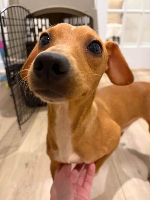 LITTLE BROTHER - Dachshund available for adoption