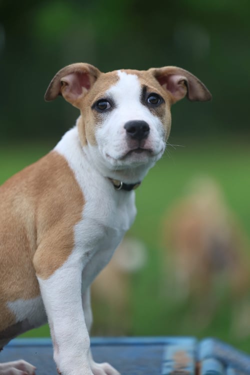CHRUSCIKI - Terrier available for adoption