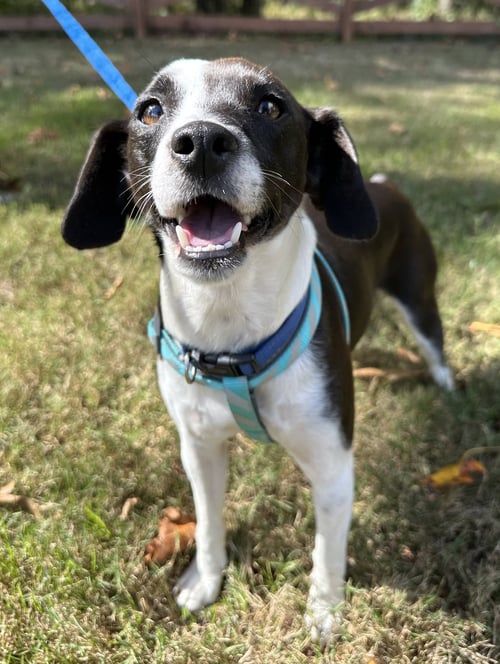 MOOKIE BLALOCK - Terrier available for adoption