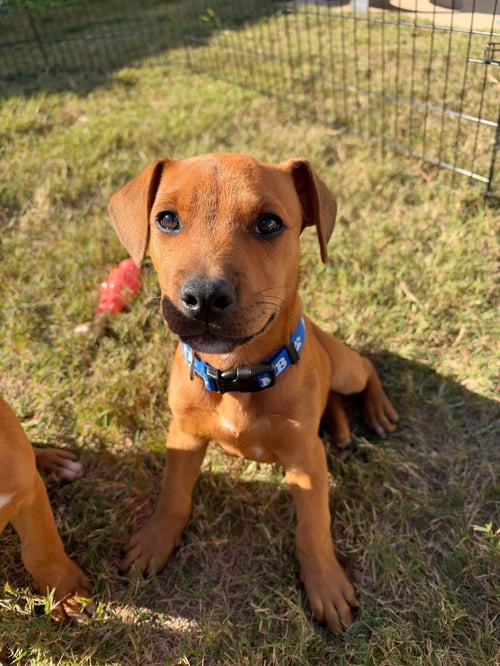 BUMPER - Hound available for adoption