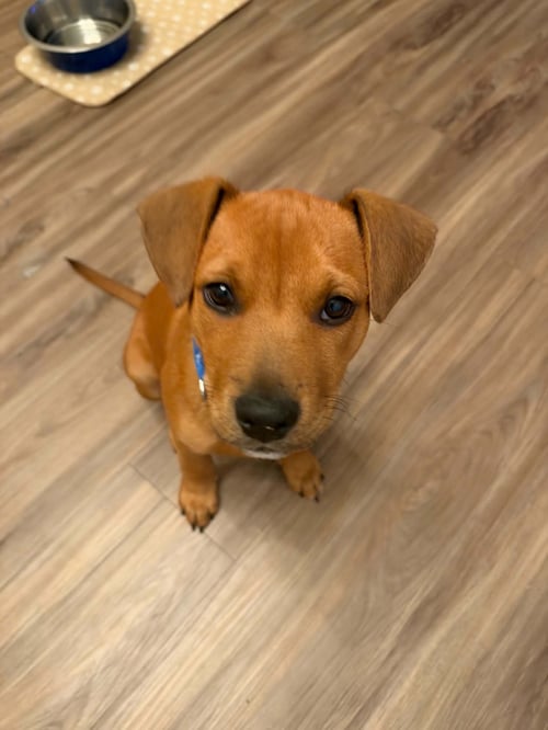 BUMPER - Hound available for adoption