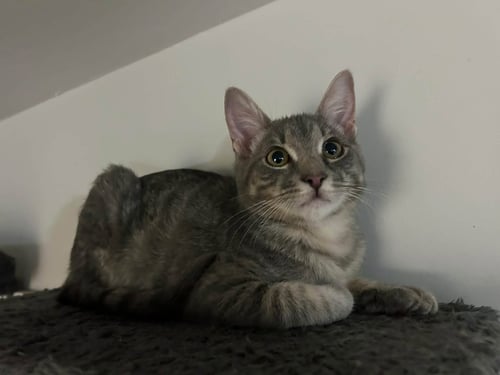 DUCT TAPE - American Shorthair available for adoption