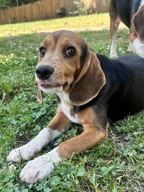 APRIL - Beagle available for adoption
