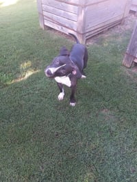 Wyatt - Photo 2