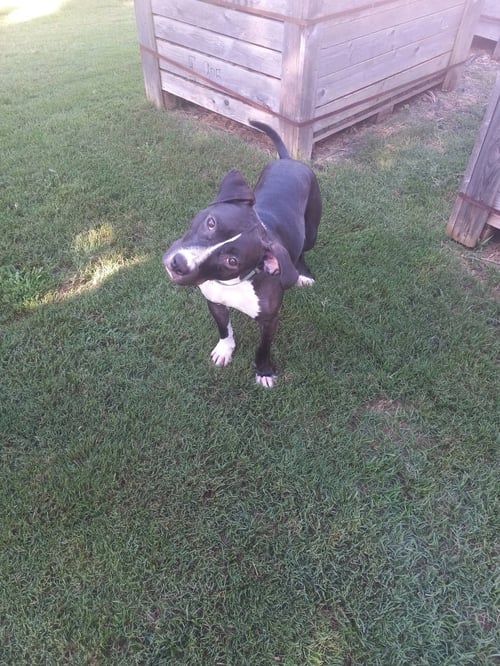WYATT - Terrier available for adoption