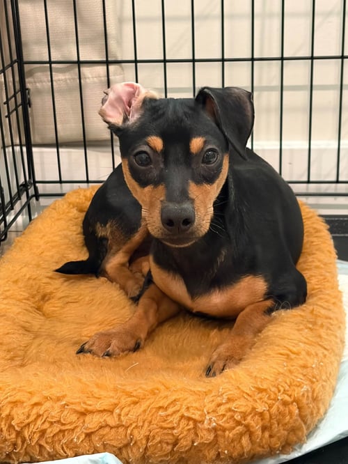 CRI-KEE - Dachshund available for adoption