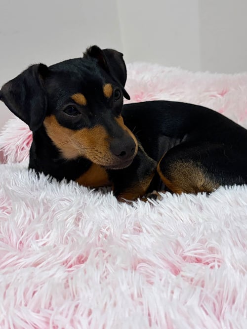 CRI-KEE - Dachshund available for adoption