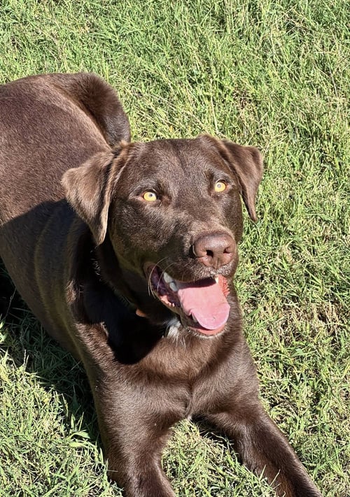 APOLLO - Labrador Retriever available for adoption