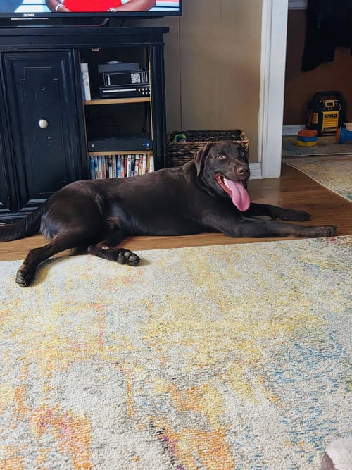 APOLLO - Labrador Retriever available for adoption