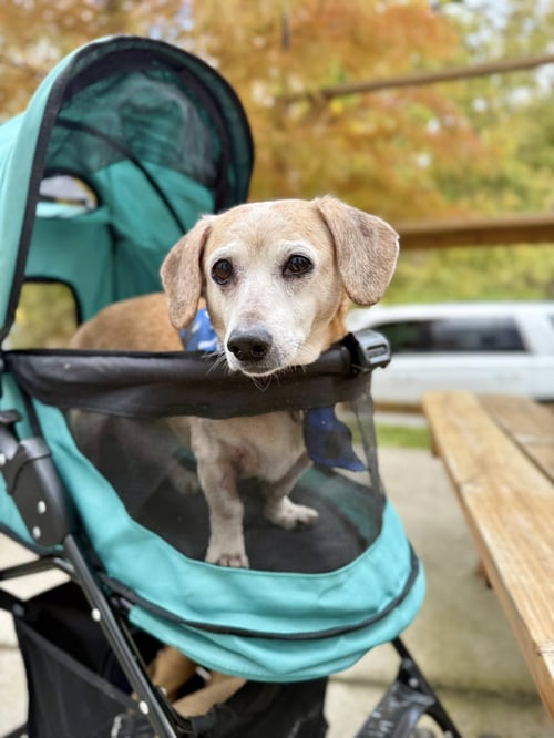 TUCKER - Dachshund available for adoption