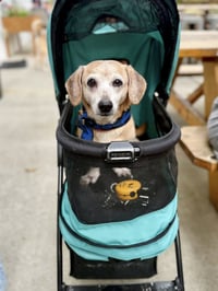 Tucker - Photo 3