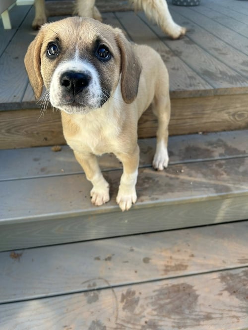 HALEY - Shepherd available for adoption
